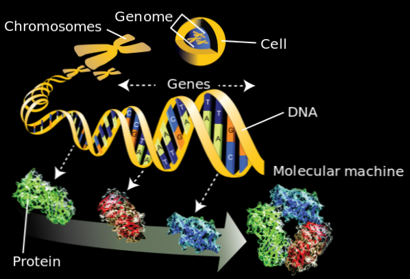 Différence entre la génomique et la protéomique / Science | La différence entre des objets et des termes similaires.
