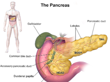 ficatul si pancreasul