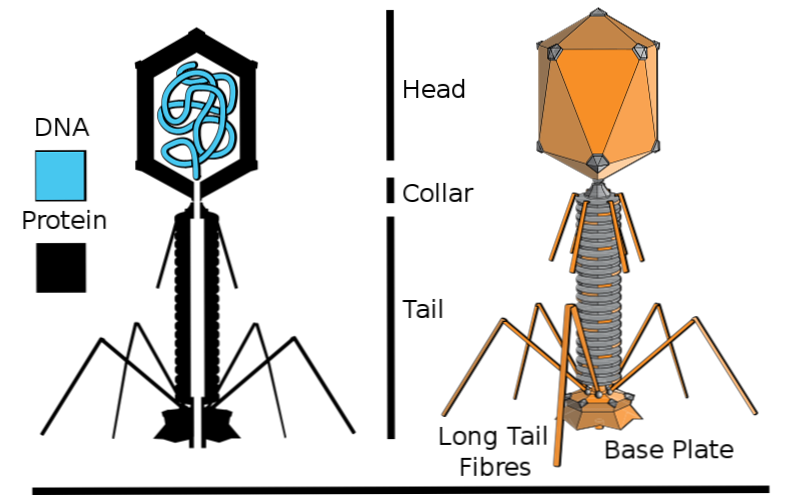 Diferența dintre parazitul intracelular obligatoriu și bacteriofag Paraziți bacteriofag