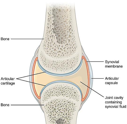 Cum influenteaza tratamentul cu condroitin sulfat cartilajul articular?