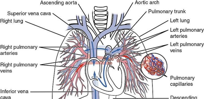 Qual E La Differenza Tra L Arteria Polmonare E Altre Arterie Scienza La Differenza Tra Oggetti Simili E Termini