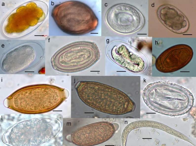 protozoare helminți și ectoparaziți
